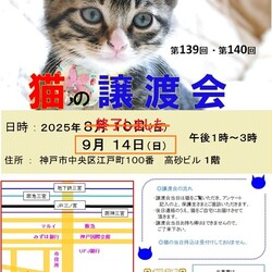 猫の譲渡会in神戸三宮 ¨ 猫のミーナ ¨