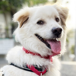 飼育放棄されたとく君（推定6歳ミックス）