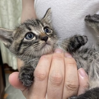 美しいキジトラ子猫ちゃんの里親さん募集❗
