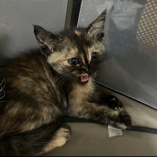 サビの可愛い子猫ちゃんの里親さん募集中❗