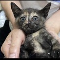 可愛いサビの子猫ちゃんの里親さん募集中❗