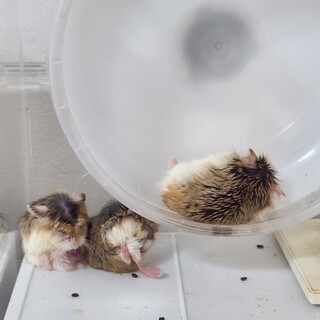 ロボロフスキーハムスター♂里親募集