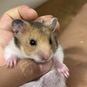 ※残り２匹）ゴールデンハムスターの里親募集