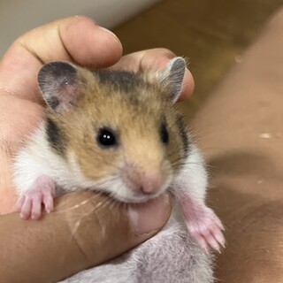 ※残り２匹）ゴールデンハムスターの里親募集