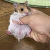 ※残り２匹）ゴールデンハムスターの里親募集 サムネイル2