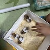 ※残り２匹）ゴールデンハムスターの里親募集 サムネイル3