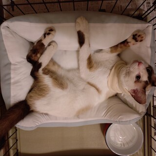 水色の瞳が綺麗な美人猫の里親さんを募集致します