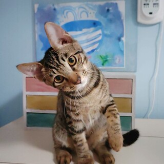 可愛いタレ目❤︎優しい男の子♡ハルくん