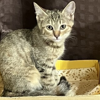 動物園のスナネコに似たお顔の麦わら猫♀三カ月