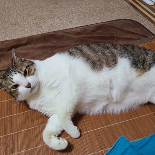キジ白♂甘えん坊のシニア猫