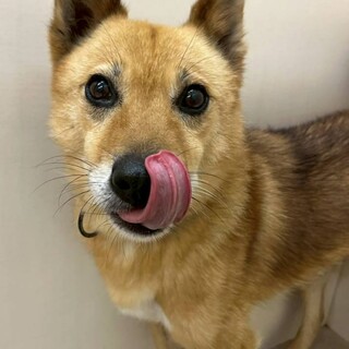 キツネ顔の【マスカル】くん