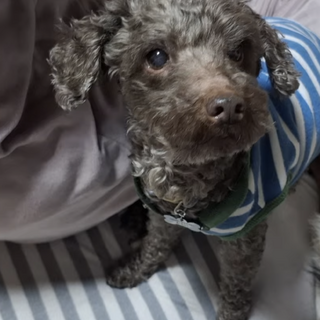 まんちゃんに素敵なパパとママが出来ました