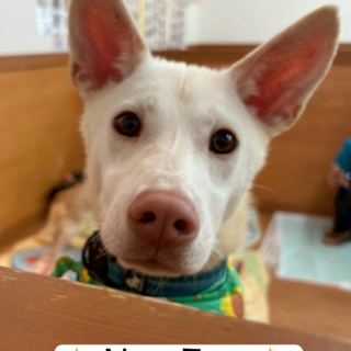 ピンクのお鼻の【ソラ】くん