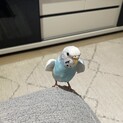 セキセイインコ(女の子)