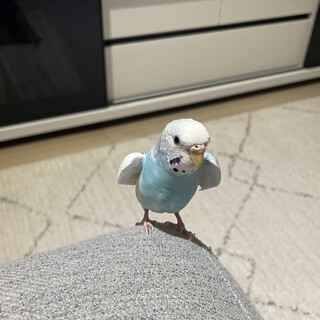 セキセイインコ(女の子)