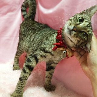 お留守番ＯＫ！初心者向き『すきやき』６ヶ月