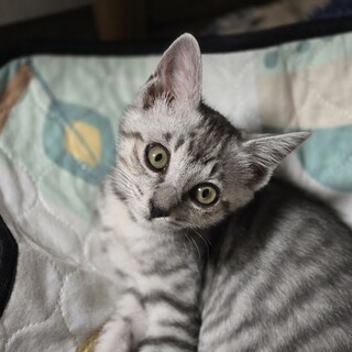 お邪魔大好き、甘えん坊の女の子