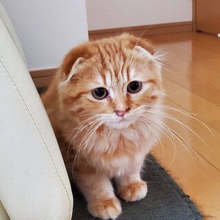 臆病だけど優しいスコティッシュ　ココア君