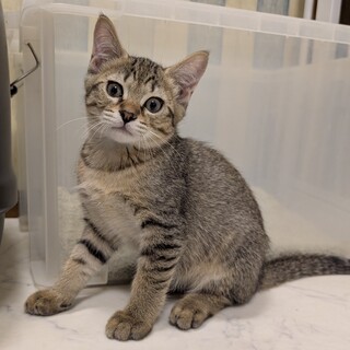 ★家族決定★【きら】