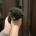 里親募集中！とっても可愛い子猫です