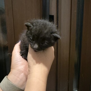 里親募集中！とっても可愛い子猫です