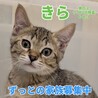 ★家族決定★【きら】 サムネイル2
