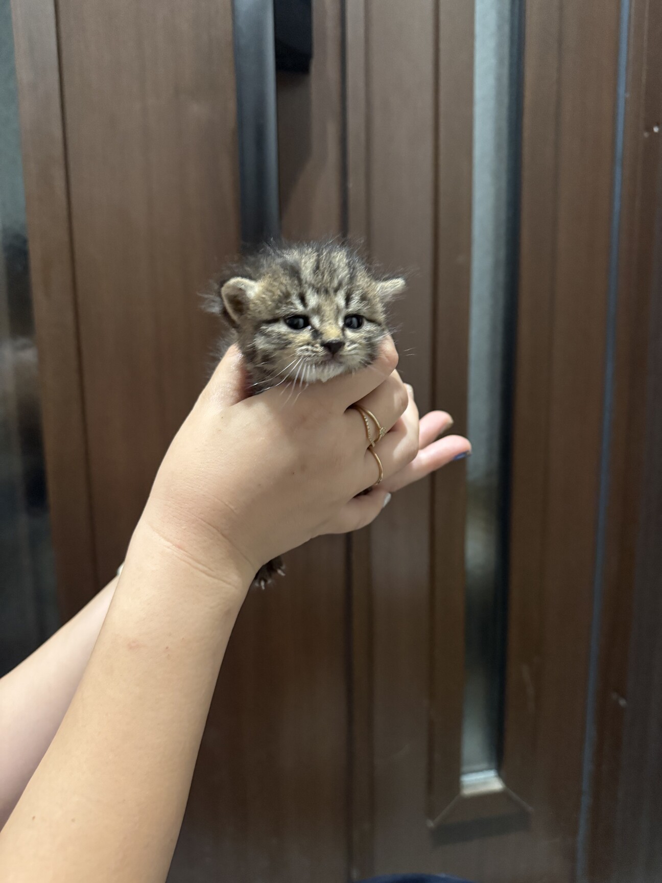 里親募集中！可愛い子猫です」千葉県 - 猫の里親募集(523118