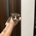 里親募集中！可愛い子猫！