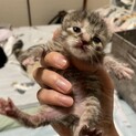 生後1週間ほど、性別不明、キジトラ？