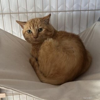 食いしん坊な　翡翠くん