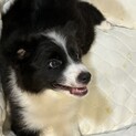 元気いっぱいなボーダー・コリーくんです！