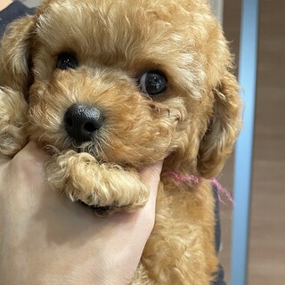 トイプードル/3ヶ月/男の子