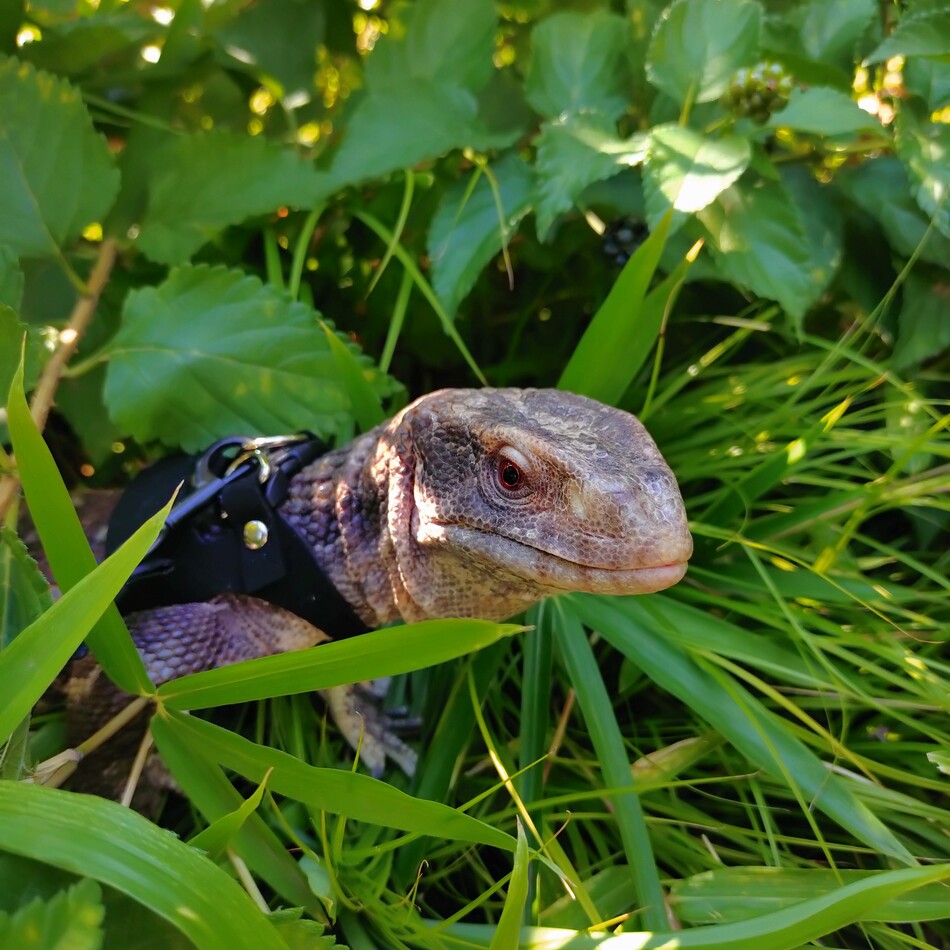 新菜のカバー写真