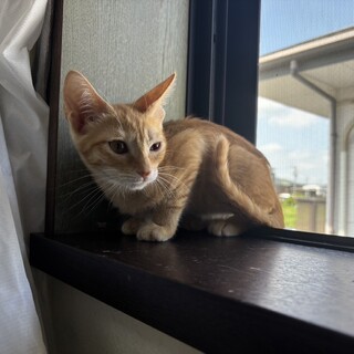 きなこ(旧しょうゆ)くん