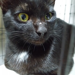 人が大好き　甘えん坊黒猫君