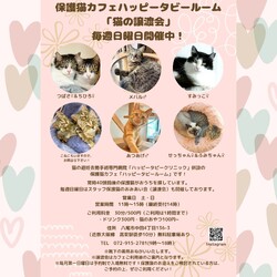 動物病院の保護猫譲渡会 サムネイル1