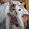 一時停止中　人懐こい 三毛猫さん サムネイル2