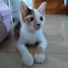 一時停止中　人懐こい 三毛猫さん サムネイル3