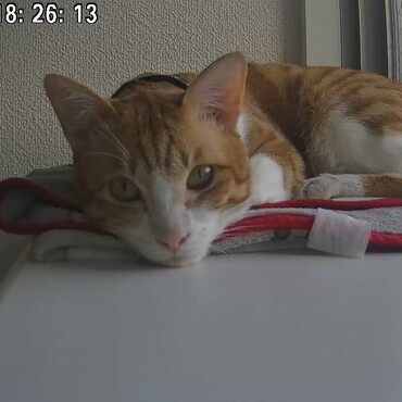の写真