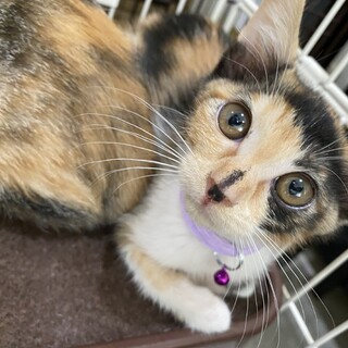 【ミア】兄弟で1番小さい甘えん坊な女の子