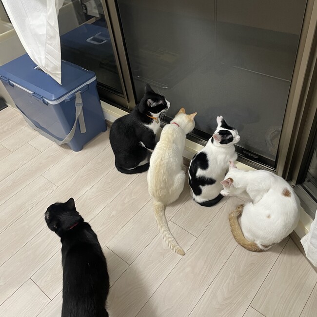 mi-zuのカバー写真