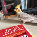 大切に育てていただける方募集します