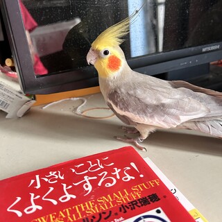 大切に育てていただける方募集します