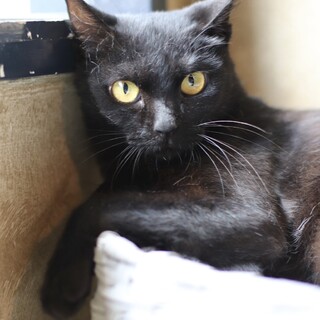 もちもちブールちゃん！