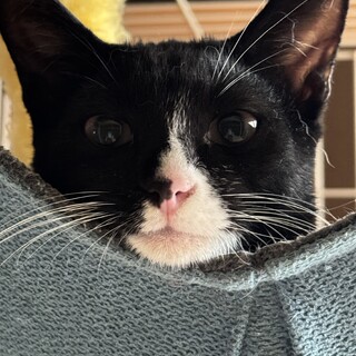 黒白なんちゃってハチワレ男子★まー君★