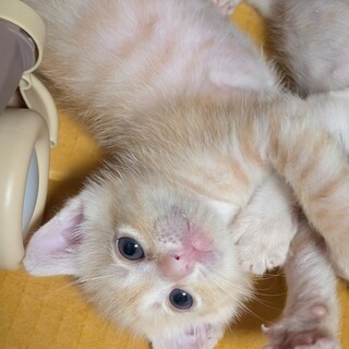 お膝に乗って甘える仲良し３兄弟