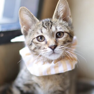 いつでも困り顔のアマンドくん！