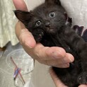ヤンチャな黒の子猫ちゃん里親さん募集中❗