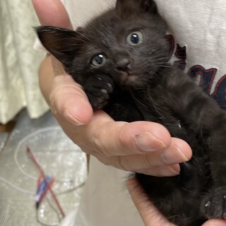 ヤンチャな黒の子猫ちゃん里親さん募集中❗