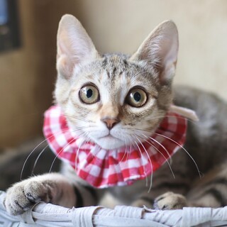 スタイル抜群！ポローネちゃん❤︎